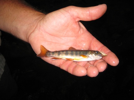 Hampton Creek 28Jun09  23  - Dad s Brook Trout - Beautiful Fish